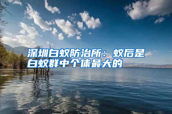 深圳白蚁防治所：蚁后是白蚁群中个体最大的