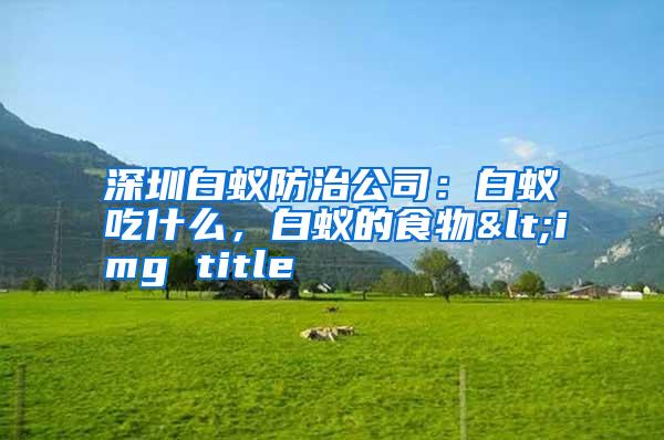 深圳白蚁防治公司：白蚁吃什么，白蚁的食物<img title