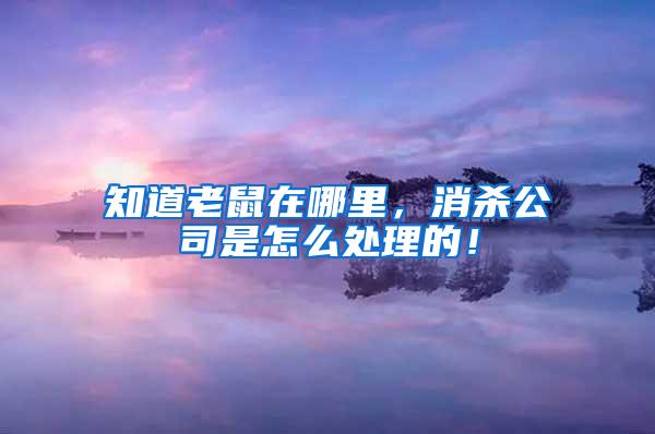 知道老鼠在哪里，消杀公司是怎么处理的！