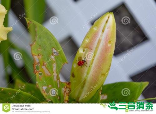 怎么灭除臭虫,臭虫防治方法